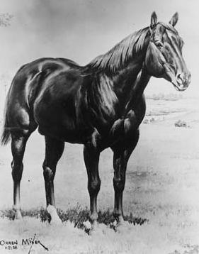 Wimpy - Primeiro Animal Registado na AQHA