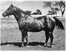 Caracolito primeiro cavalo registrado na ABQM