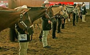 Showmanship at Halter class 200
