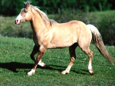 cavalo saudavel