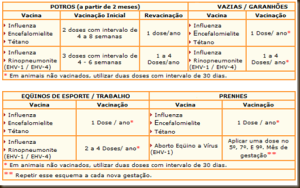 Tabela de vacinas para equinos